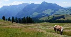 Trip to the mountain pastures Postalm