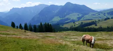 산악 목초지로의 여행 Postalm