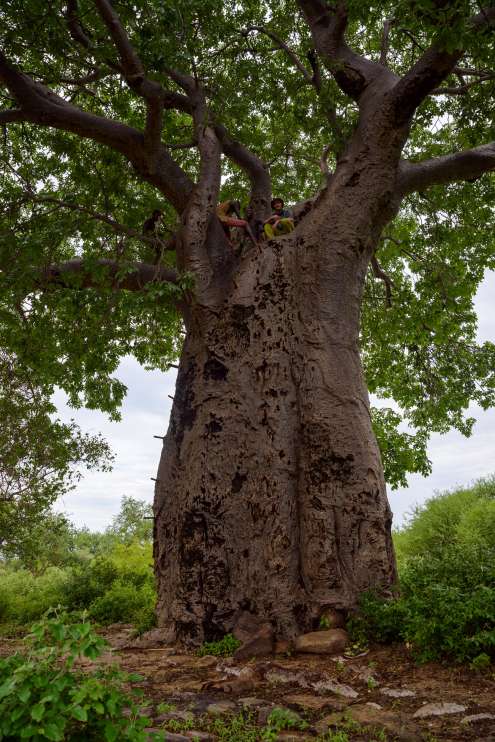 Baobab