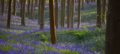 Hallerbos