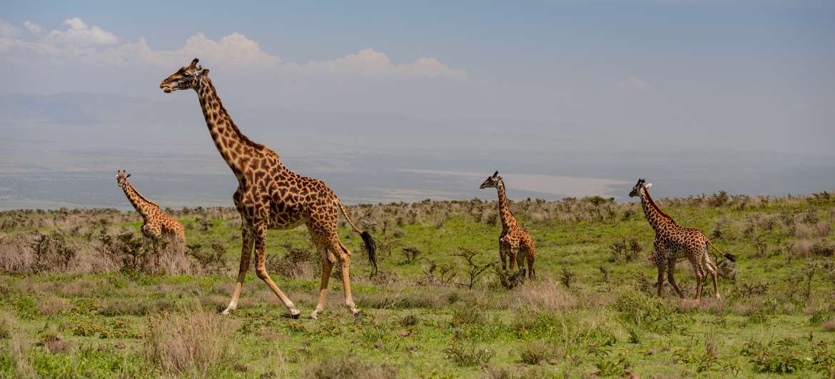 Des endroits Ngorongoro