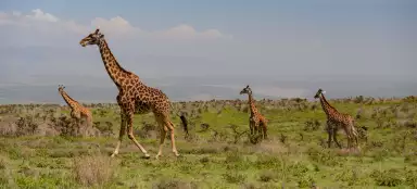 Ngorongoro