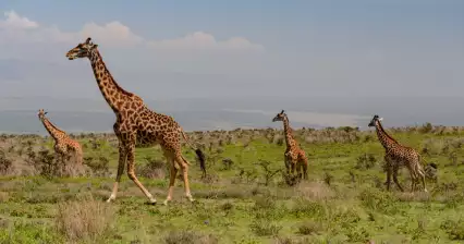 Ngorongoro