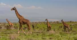 Trip to Ngorongoro
