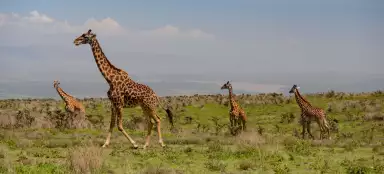 Voyage au Ngorongoro