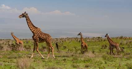Wycieczka do Ngorongoro