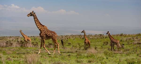 Viagem a Ngorongoro