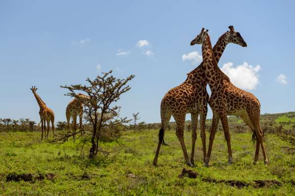 Girafas lutando