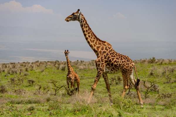 Výlet do Ngorongoro - Návšteva zvieracieho raja | Gigaplaces.com