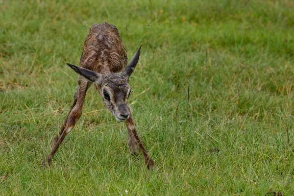 Geboorte van een antilope