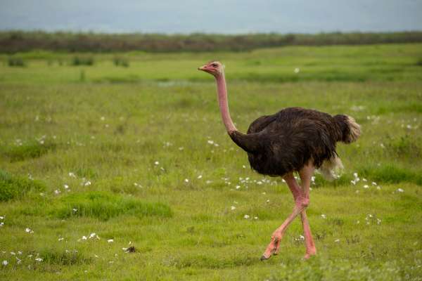 Two-toed ostrich