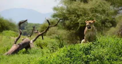 Сафари Тарангире