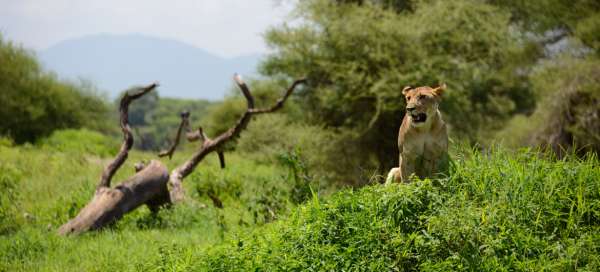 Safari Tarangire: Accommodaties