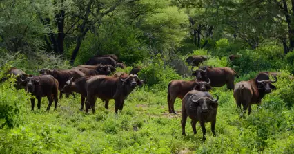Сафари на озере Маньяра
