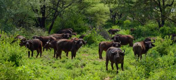 Lake Manyara Safari: Accommodations