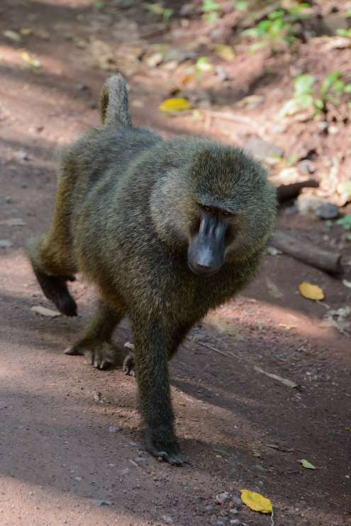 Baboons