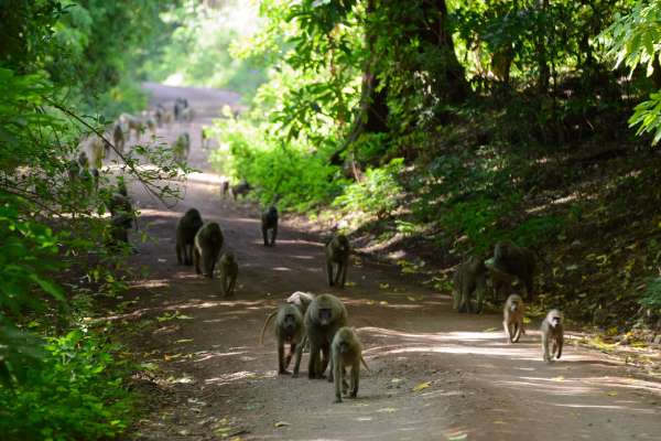 A bunch of baboons