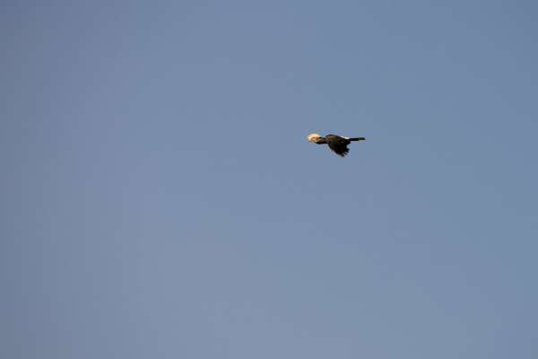 Gray-faced Hornbill