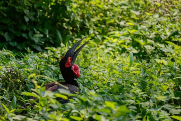 Kaffir neushoornvogel