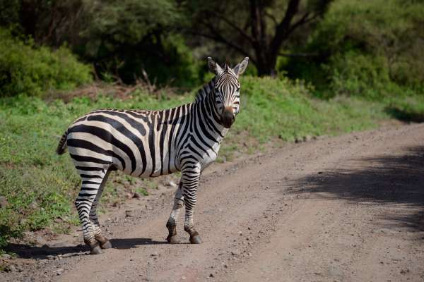 Zebra da estepe