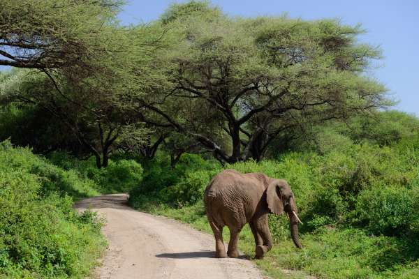 Elephants