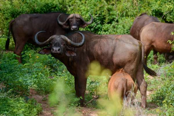 Búfalo africano