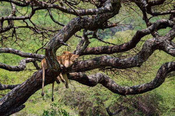 Resting lions