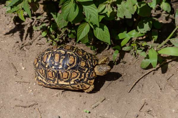 Schildpadden