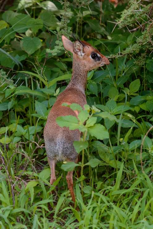 Dikdik Kirk's