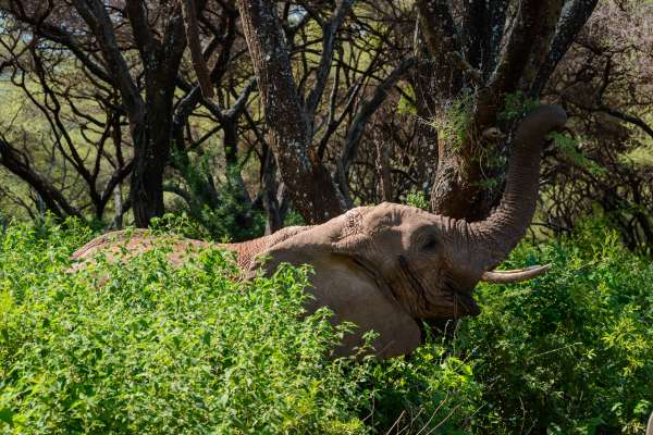 Elefante hambriento