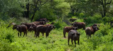 Lake Manyara Nationalpark