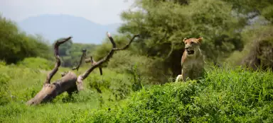 Tarangire-Nationalpark