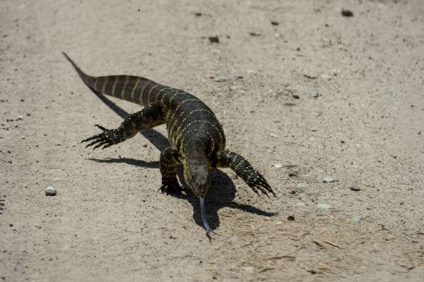 Nile monitor