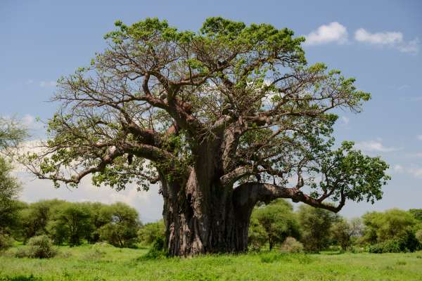 Baobab