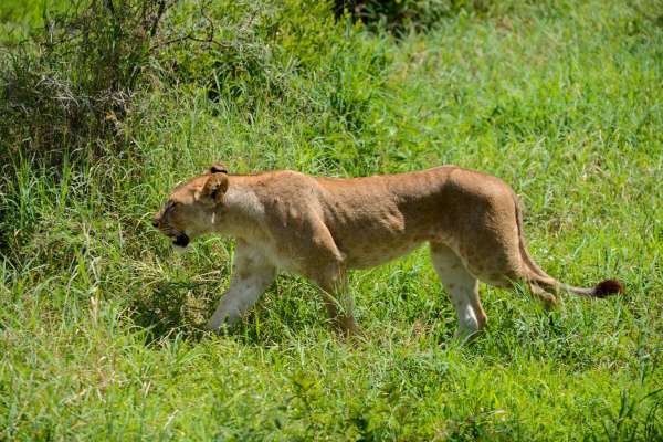 Lioness