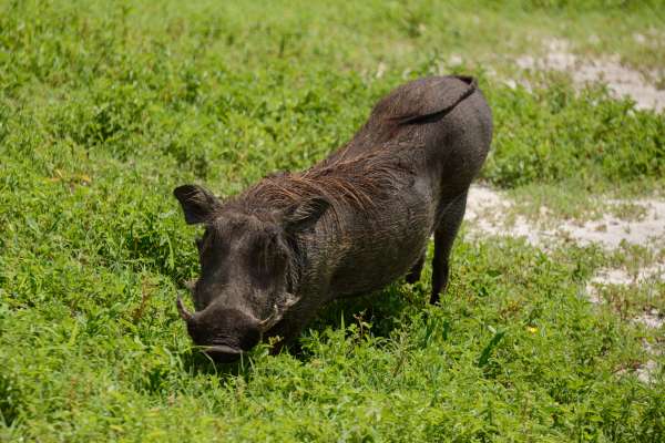 Savannah pig