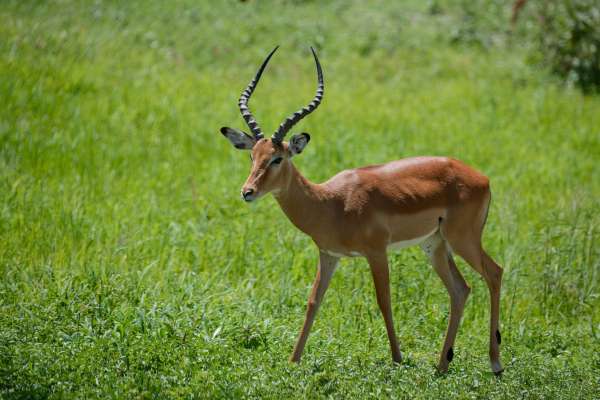 Impala