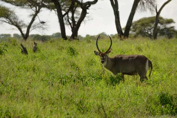 Waterbuck