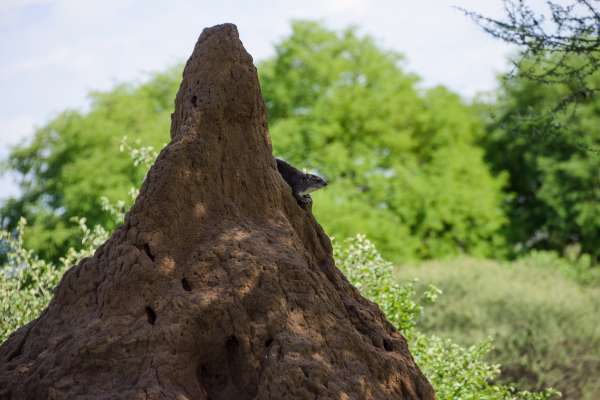 Damane des steppes