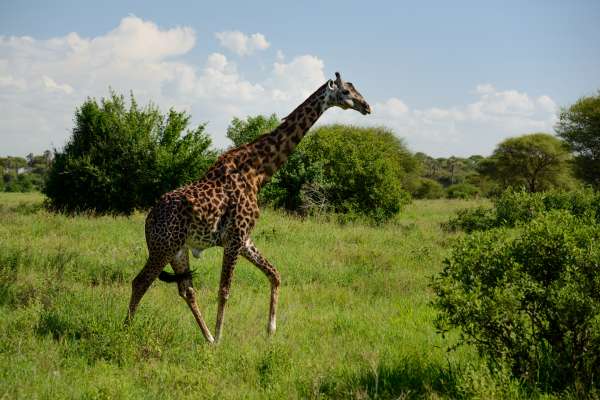 Giraffes