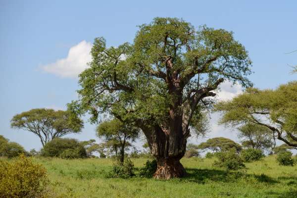 Ohryzené baobab