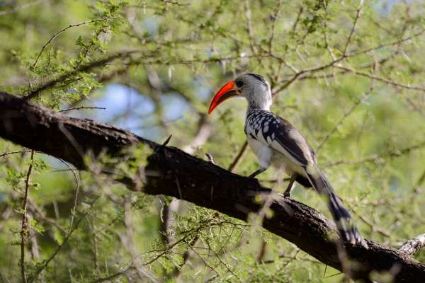 Roodsnavelneushoornvogel