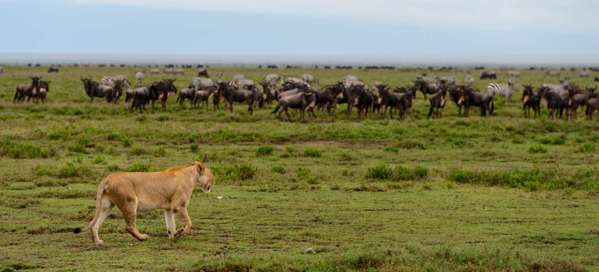 Články Národní park Serengeti