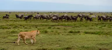 Serengeti-Nationalpark