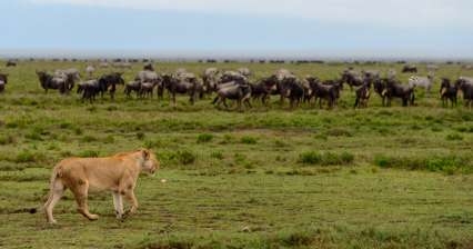 Národní park Serengeti