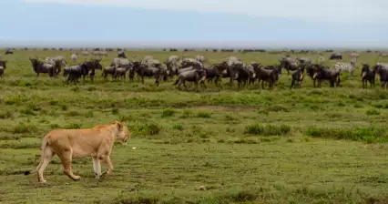 Park Narodowy Serengeti