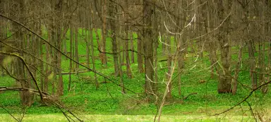 Riserva naturale della foresta di abeti