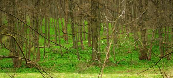 Nature reserve Fir forest: Weather and season