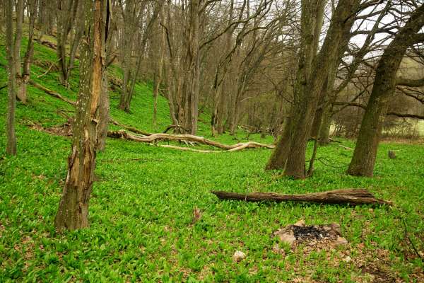 Oak trees