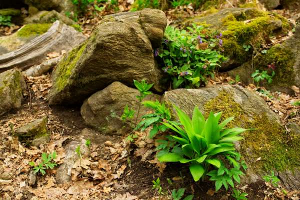 Bear garlic